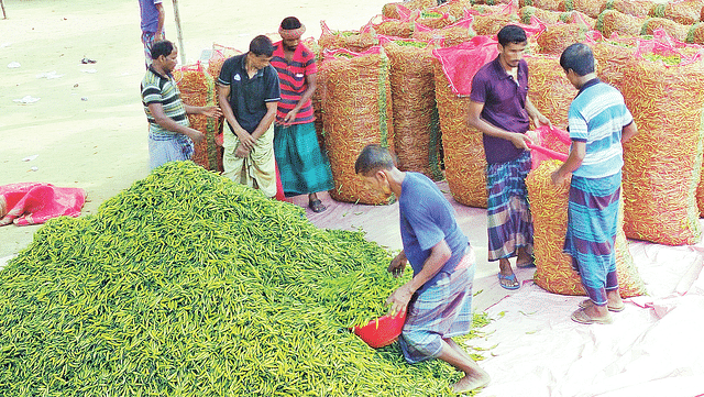 এক কাপ চায়ের দামে এক কেজি কাঁচা মরিচ