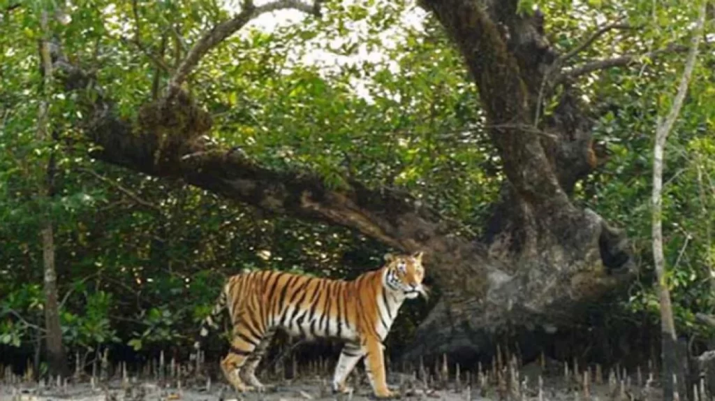 সুন্দরবন দিবস আজ।