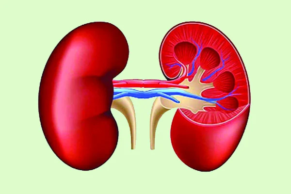 আজ বিশ্ব কিডনি দিবস কিডনি রোগের মরণকামড় ♦ চিকিৎসা খরচ মেটাতে নিঃস্ব মানুষ ♦ ভেজাল খাবারে বাড়ছে ঝুঁকি