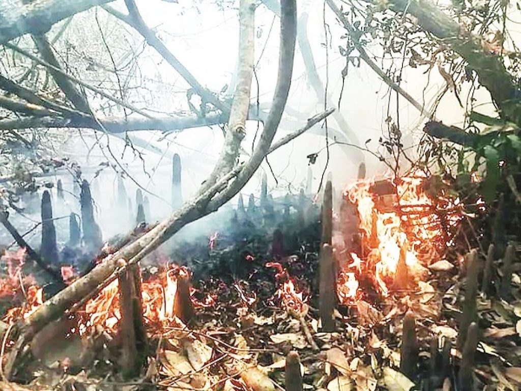 সুন্দরবনে আগুন: সকালে কাজ শুরু করবে ফায়ার সার্ভিস