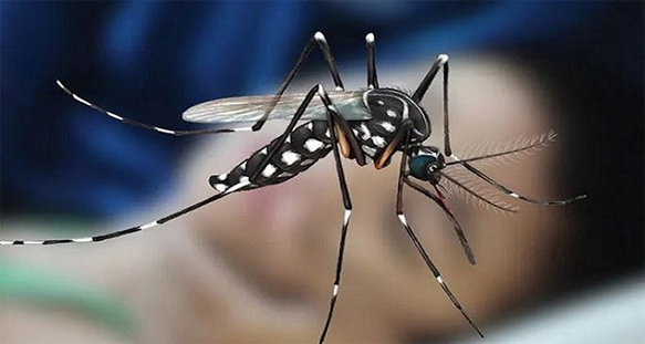 Six die, 1,298 more dengue patients hospitalised