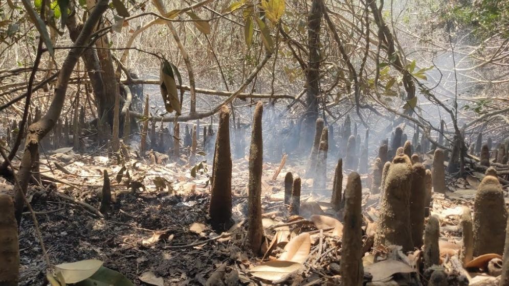 সুন্দরবনের কলমতেজী এলাকায় আগুন