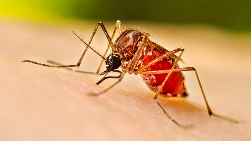Dengue claims 3 more lives, 425 hospitalized