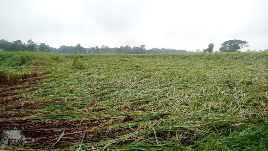 অসময়ের বৃষ্টিতে জয়পুরহাটে আমন ধান, আলু ও সবজির ব্যাপক ক্ষতি