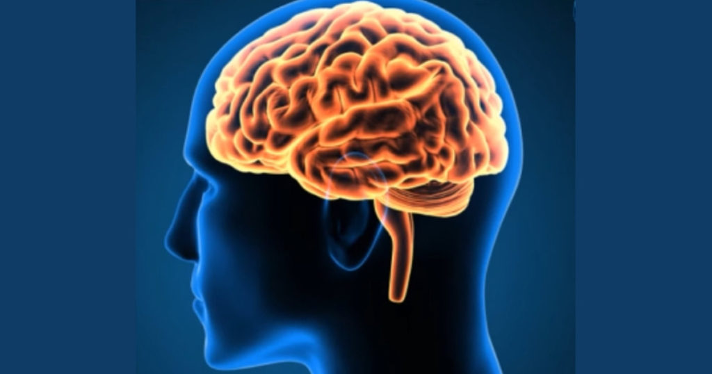 মস্তিষ্কের পাঁচ ধাপে বিকাশ ও বার্ধক্য: ৯ থেকে ৮৩ বছর বয়সের গুরুত্বপূর্ণ মাইলস্টোন