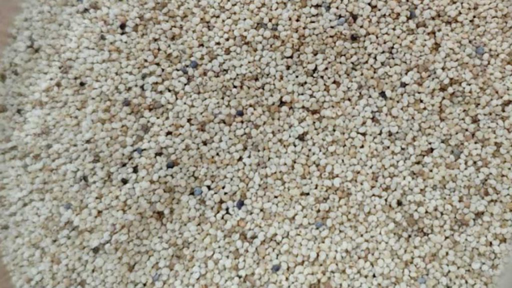 চট্টগ্রাম বন্দরে পাখির খাদ্যের আড়ালে ২৫ হাজার কেজি নিষিদ্ধ পপি সিড আটক