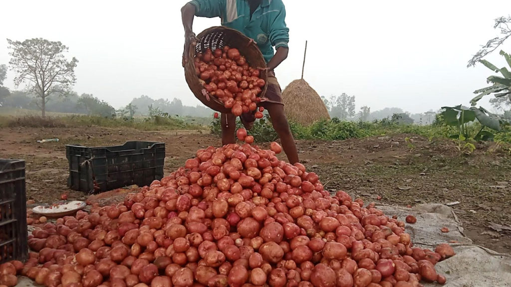 বগুড়ায় আগাম আলু চাষি: কম দাম, বাড়তি খরচে চিন্তিত