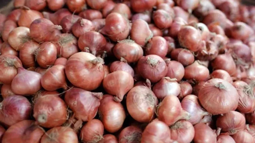 পেঁয়াজ আমদানিতে বিরতি, দেশি পেঁয়াজের বাজারে দর বাড়ার আশঙ্কা