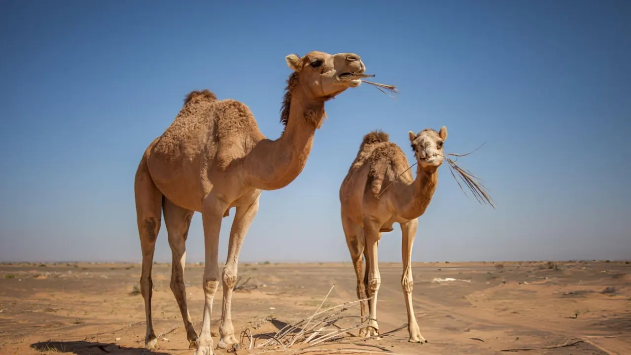 সৌদি আরবে উটদের জন্য আনুষ্ঠানিক পাসপোর্ট চালু