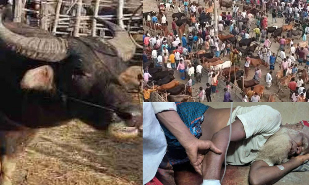 পশুর হাটে মহিষের আক্রমণে প্রাণ হারালেন ২ জন, এলাকায় শোকের ছায়া