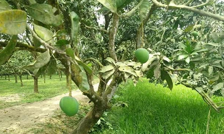 রংপুরের জিআই পণ্য হাঁড়িভাঙ্গা আম ঘিরে ২৫০ কোটি টাকার বাণিজ্যের সম্ভাবনা