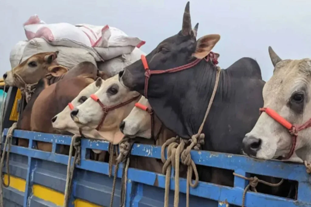 উচ্চ মূল্যস্ফীতির চাপে কমছে কোরবানি, মাঠপর্যায়ে বিপুল পশু উদ্বৃত্ত