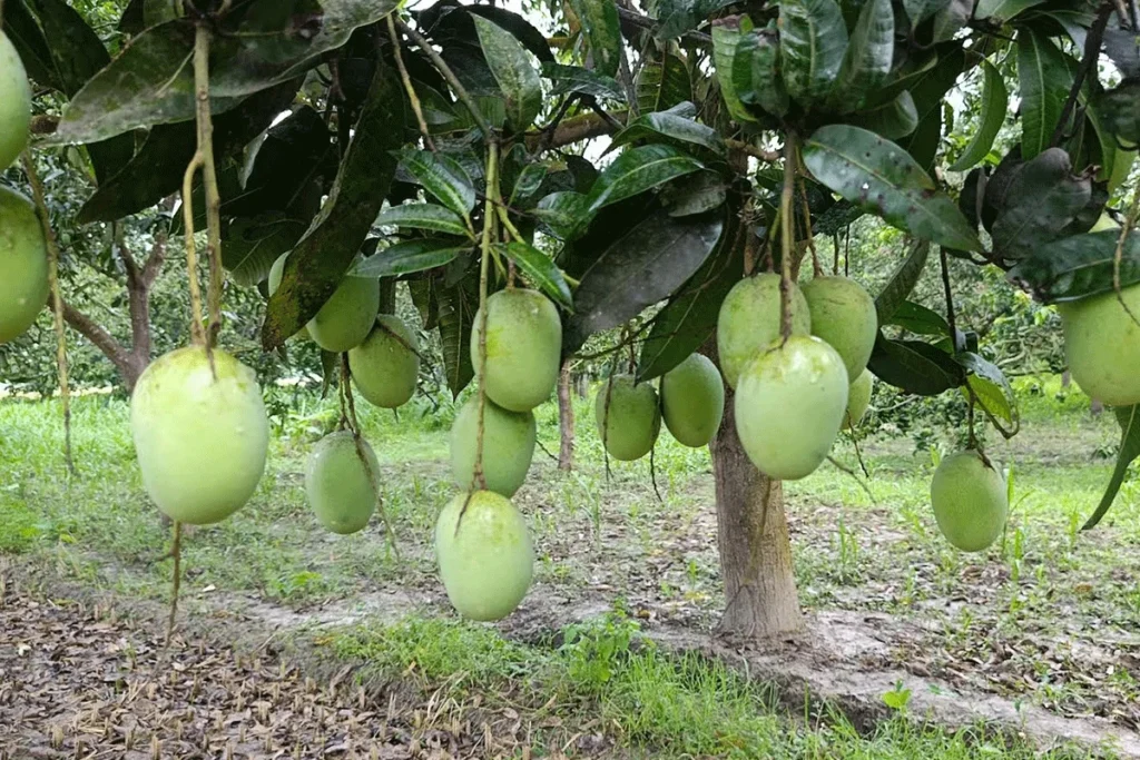 মালয়েশিয়ায় বাংলাদেশের তাজা আম রপ্তানির গ্রিন সিগন্যাল: জুনে আসছে দেশটির প্রতিনিধিদল