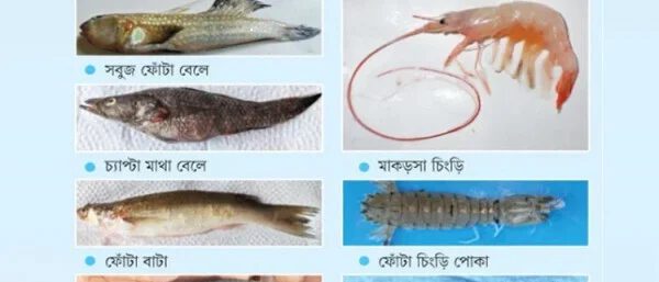 আন্তর্জাতিক জিন ব্যাংকে যুক্ত হচ্ছে সুন্দরবনের সাতটি জলজ প্রজাতির ডিএনএ সিকোয়েন্স